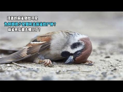 自來雀|為何自來雀被視為吉祥鳥？